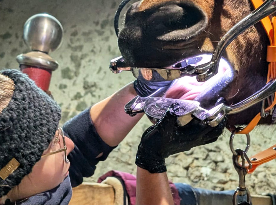 dentisterie équine à Dreux