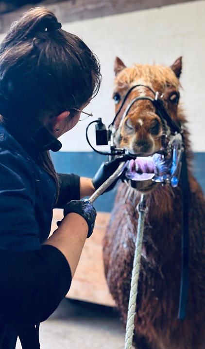 Dentiste chevaux à Versailles, Chartres et Dreux