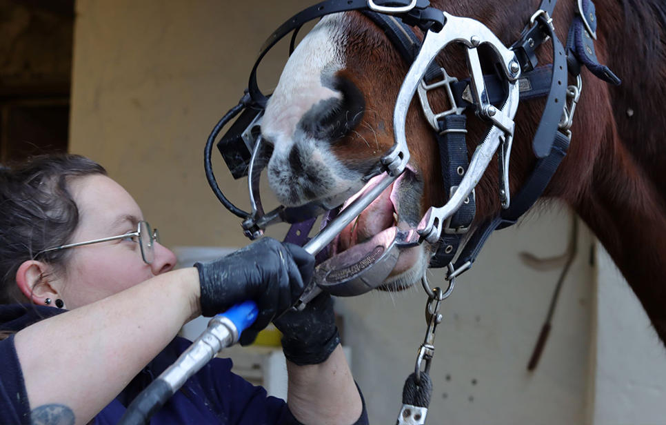 dentisterie équine à Versailles, Chartres et Dreux