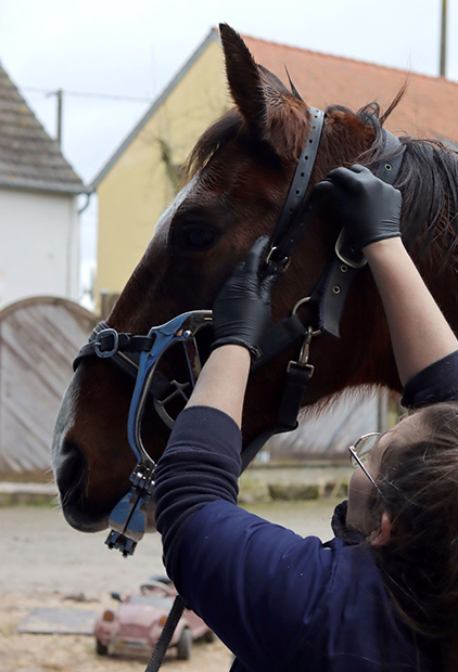 Détartrage dentaire chevaux à Versailles, Chartres et Dreux