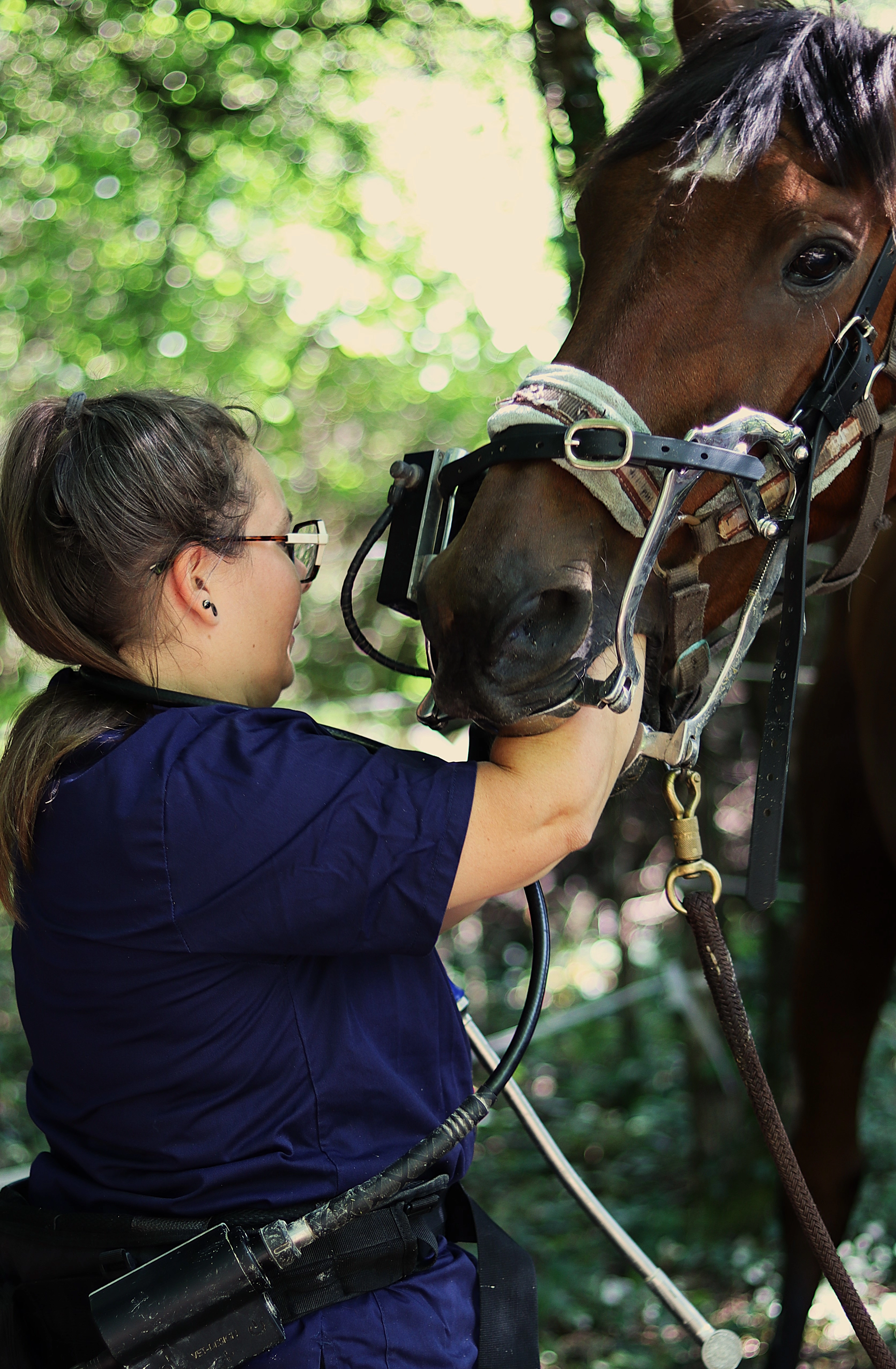 Dentiste chevaux à Versailles, Chartres et Dreux