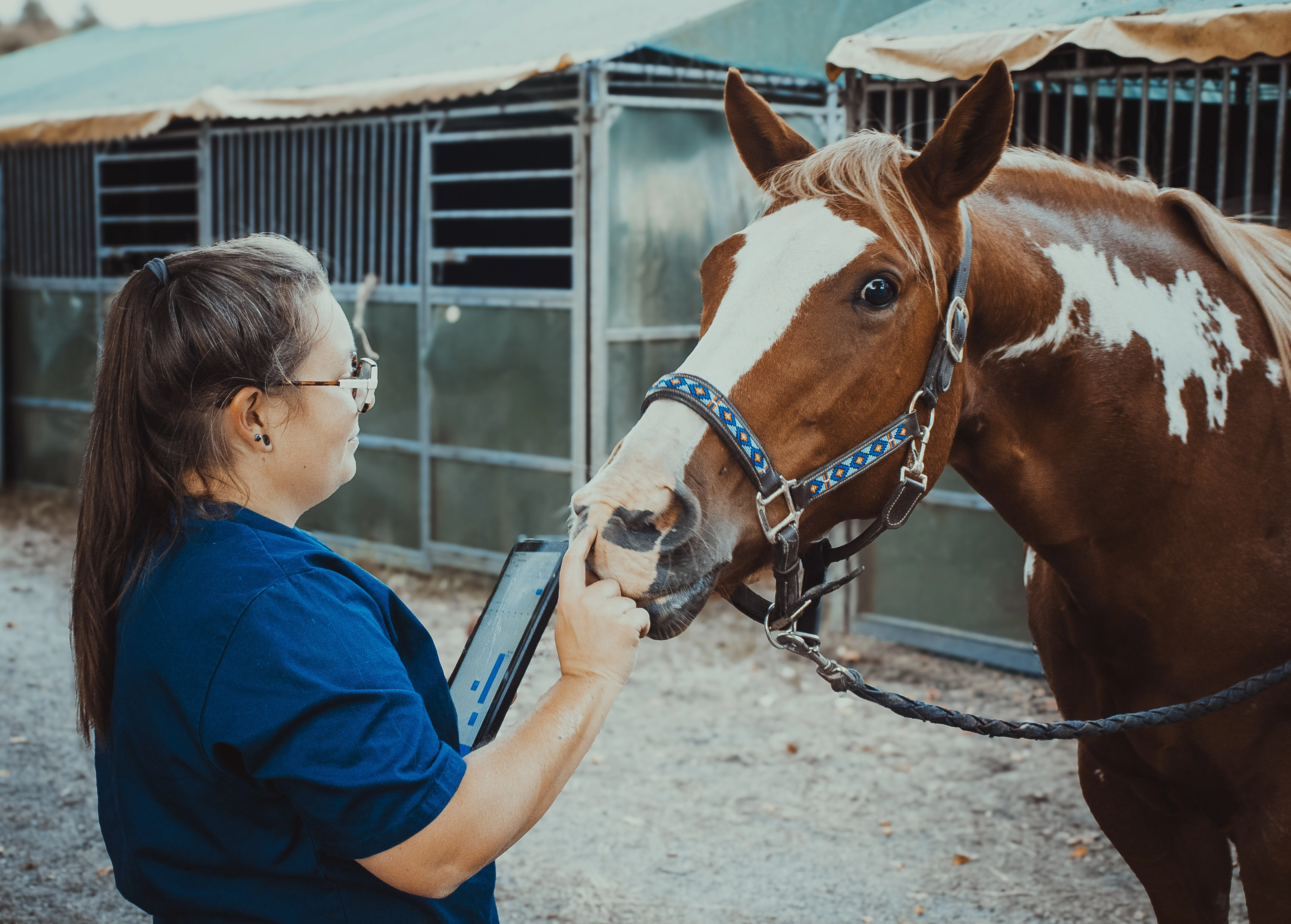  dentisterie équine à Dreux
