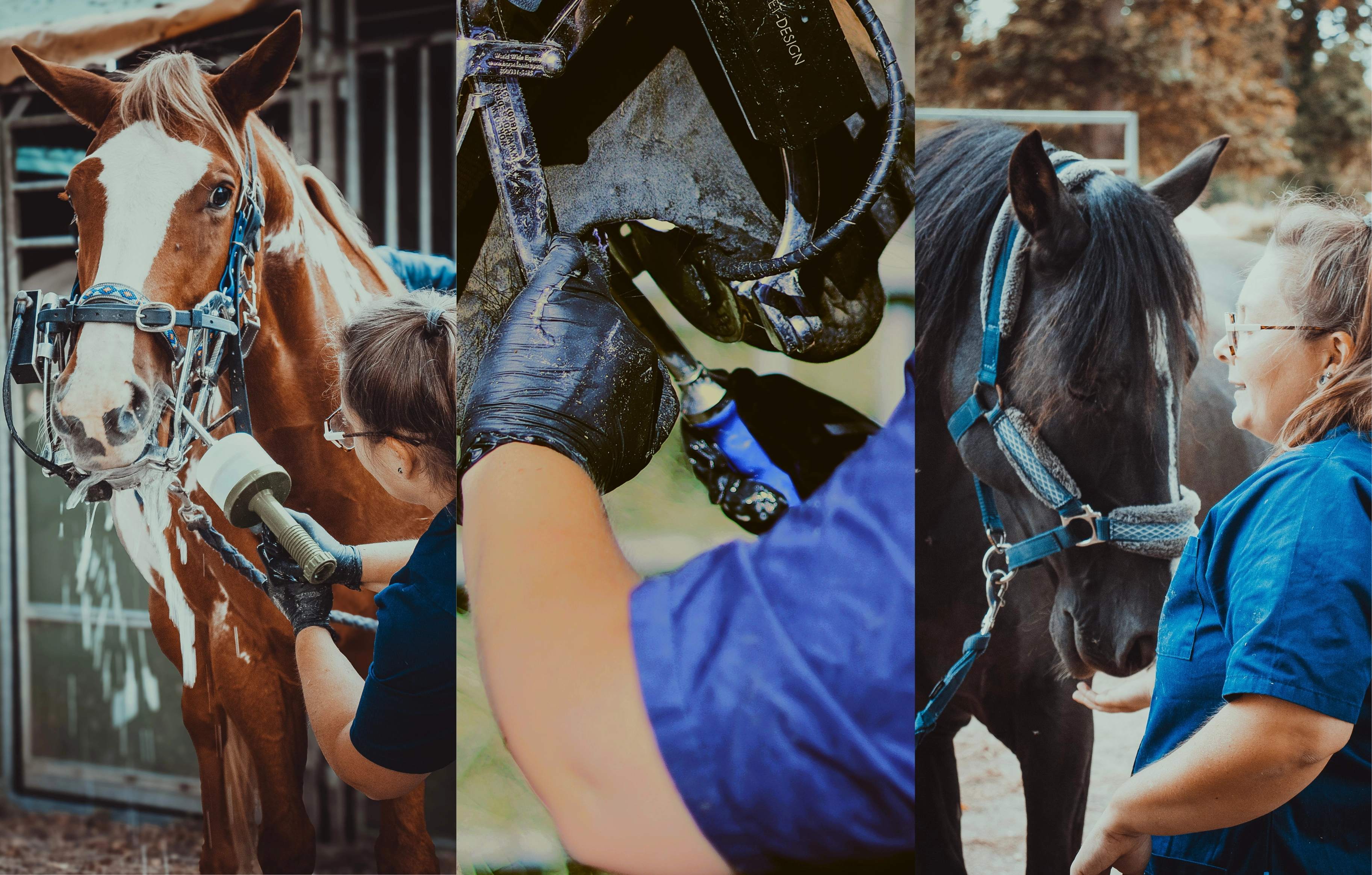  dentisterie équine à Versailles, Chartres et Dreux