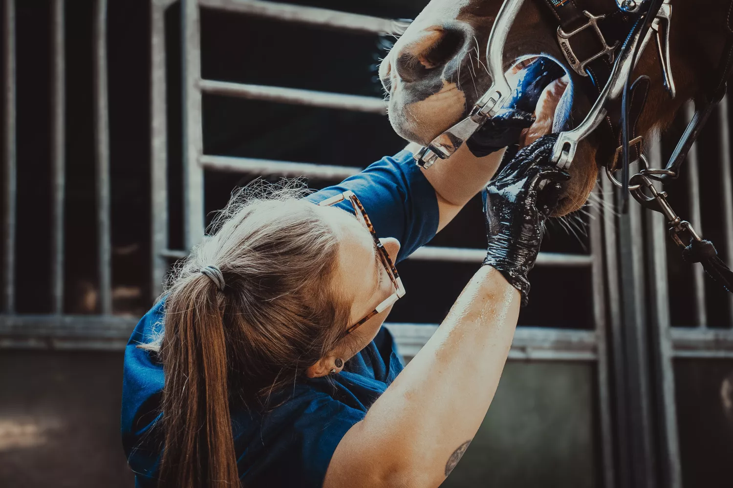 LB DENTISTERIE ÉQUINE