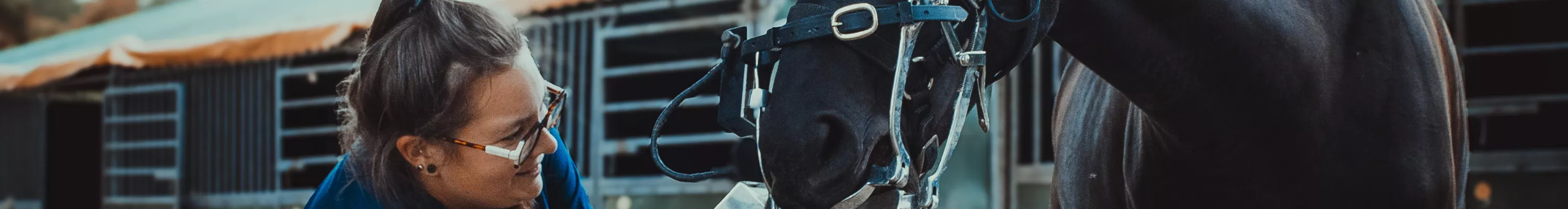 LB DENTISTERIE ÉQUINE